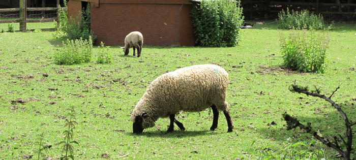 Sheep gently graze - in the neighbouring community farm!